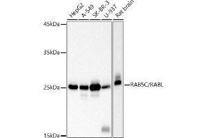 Western blot analysis of extracts of various cell lines, using RC/RABL antibody (ABIN7269811) at 1:1000 dilution. (Rab5c anticorps)