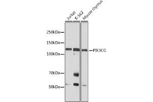 Western blot analysis of extracts of various cell lines, using PIK3CG antibody (ABIN6130600, ABIN6145638, ABIN6145639 and ABIN6222396) at 1:1000 dilution. (PIK3 gamma anticorps  (AA 1-200))