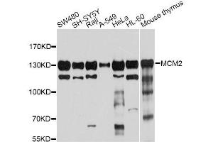 Western blot analysis of extracts of various cell lines, using MCM2 antibody. (MCM2 anticorps  (AA 360-700))