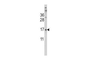 Western blot analysis of TTR Antibody (Center) (ABIN390652 and ABIN2840950) in HepG2 cell line lysates (35 μg/lane). (TTR anticorps  (AA 47-74))