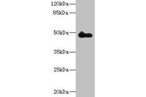 Western blot All lanes: ZNF232 antibody at 0. (ZNF232 anticorps  (AA 1-417))