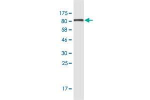 Western Blot detection against Immunogen (87.