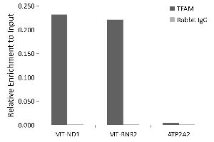 Chromatin immunoprecipitation analysis of extracts of K-562 cells, using TFAM antibody (ABIN3023684, ABIN3023685, ABIN3023686, ABIN1680049 and ABIN1680050) and rabbit IgG.