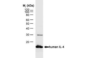 Image no. 1 for anti-Interleukin 4 (IL4) antibody (ABIN217644) (IL-4 anticorps)