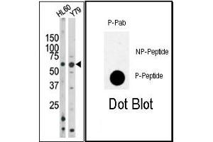 Image no. 1 for anti-RAD9 Homolog A (S. Pombe) (RAD9A) (pSer328) antibody (ABIN358202)