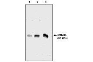 Image no. 1 for anti-Signal Recognition Particle Receptor, B Subunit (SRPRB) antibody (ABIN290618) (SRPRB anticorps)