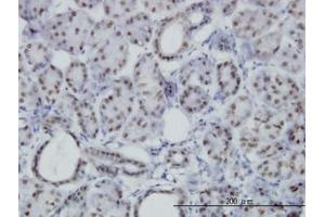 Image no. 3 for anti-Pre-B-Cell Leukemia Transcription Factor 3 (PBX3) (AA 342-435) antibody (ABIN598856) (PBX3 anticorps  (AA 342-435))
