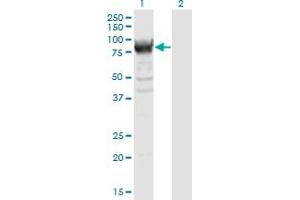 Western Blot analysis of RRM1 expression in transfected 293T cell line by RRM1 monoclonal antibody (M04), clone 1D6.