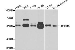 Western blot analysis of extracts of various cell lines, using cdc45 antibody. (CDC45 anticorps)