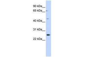 Image no. 1 for anti-Spermatogenesis Associated 22 (SPATA22) (N-Term) antibody (ABIN6741482) (SPATA22 anticorps  (N-Term))