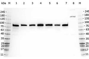 Western Blot of Rabbit anti-GGA3 antibody.