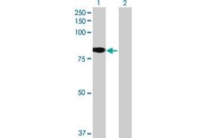 Western Blot analysis of GLB1L expression in transfected 293T cell line by GLB1L MaxPab polyclonal antibody. (GLB1L anticorps  (AA 1-654))