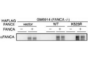 Image no. 2 for anti-Fanconi Anemia Group A Protein (FANCA) (AA 995-1009) antibody (ABIN401266) (FANCA anticorps  (AA 995-1009))