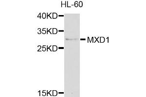 Western blot analysis of extracts of HL-60 cells, using MXD1 antibody (ABIN5971867) at 1/1000 dilution. (MXD1 anticorps)