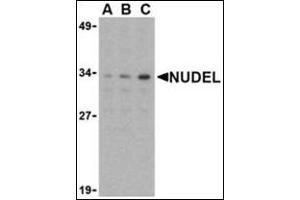 Western blot analysis of Nudel in Jurkat whole cell lysate with this product at (A) 0. (NDEL1 anticorps  (N-Term))