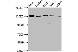 Western Blot Positive WB detected in: Hela whole cell lysate, Jurkat whole cell lysate, 293T whole cell lysate, HepG2 whole cell lysate, MCF-7 whole cell lysate All lanes: CAND1 antibody at 4. (CAND1 anticorps  (AA 1150-1230))
