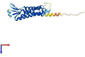 AlphaFold protein structure predicition of Mouse Recombinant Cldn11 Protein, UniprotID Q60771