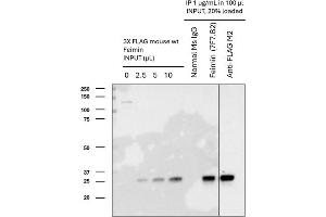 Feimin Immunoprecipitation (IP) followed by Western Blot (WB) analyses. (Feimin anticorps)