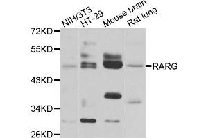 Western blot analysis of extracts of various cell lines, using RARG antibody. (Retinoic Acid Receptor gamma anticorps)