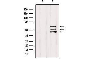 Western blot analysis of extracts from HepG2, using Shc Antibody.