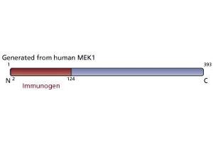 Image no. 3 for anti-Mitogen-Activated Protein Kinase Kinase 1 (MAP2K1) antibody (ABIN967763) (MEK1 anticorps)