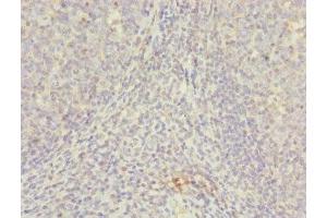 Immunohistochemistry of paraffin-embedded human tonsil tissue using ABIN7145623 at dilution of 1:100