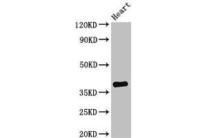 Western Blot Positive WB detected in: Mouse heart tissue All lanes: TNMD antibody at 2. (TNMD anticorps  (AA 131-254))