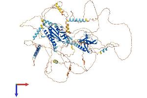 AlphaFold protein structure predicition of Mouse Recombinant Anln Protein, UniprotID Q8K298