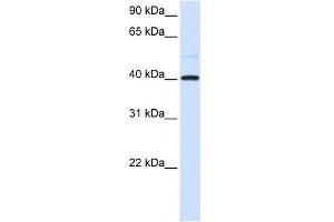 WB Suggested Anti-GOT2 Antibody   Titration: 1 ug/ml   Positive Control: 293T Whole Cell (GOT2 anticorps  (N-Term))