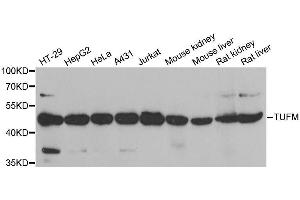 Western blot analysis of extracts of various cell lines, using TUFM antibody. (TUFM anticorps  (AA 186-455))