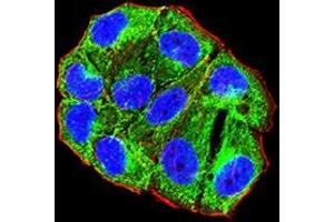 Immunofluorescence analysis of Hela cells using CD156 mouse mAb (green).