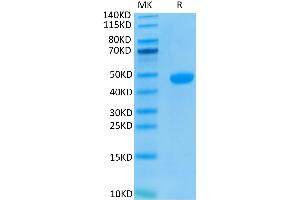 Biotinylated Human Nectin-4 on Tris-Bis PAGE under reduced conditions.