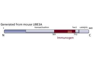 Image no. 1 for anti-Ubiquitin Protein Ligase E3A (ube3a) (AA 501-712) antibody (ABIN968525) (ube3a anticorps  (AA 501-712))
