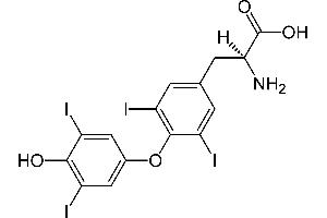 Image no. 3 for Thyroxine T4 (T4) ELISA Kit (ABIN2866582) (Thyroxine T4 Kit ELISA)