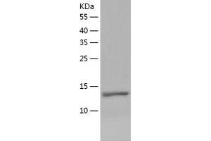 Western Blotting (WB) image for Transcription Elongation Factor B (SIII), Polypeptide 2 (18kDa, Elongin B) (TCEB2) (AA 1-118) protein (His-IF2DI Tag) (ABIN7125437)