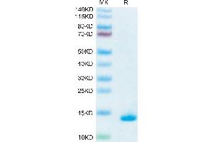 Human Mature TGF beta 1 on Tris-Bis PAGE under reduced condition. (TGFB1 Protéine)