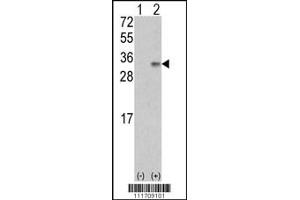 Western blot analysis of VEGF2 using rabbit polyclonal VEGF2 Antibody using 293 cell lysates (2 ug/lane) either nontransfected (Lane 1) or transiently transfected with the VEGF2 gene (Lane 2). (VEGFB anticorps  (AA 110-139))