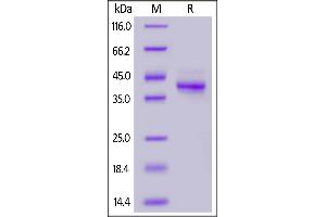 Cynomolgus Mucin-1, Fc Tag on  under reducing (R) condition.