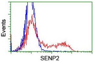 Image no. 3 for anti-SUMO1/sentrin/SMT3 Specific Peptidase 2 (SENP2) (AA 139-523) antibody (ABIN1490926) (SENP2 anticorps  (AA 139-523))