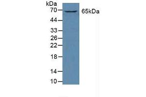 Detection of GATA2 in Human K562 Cells using Polyclonal Antibody to GATA Binding Protein 2 (GATA2) (GATA2 anticorps  (AA 175-480))