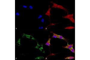 Immunocytochemistry/Immunofluorescence analysis using Mouse Anti-Protocadherin Gamma (pan) Monoclonal Antibody, Clone S159-5 (ABIN1741191). (Protocadherin gamma anticorps  (AA 808-931) (FITC))