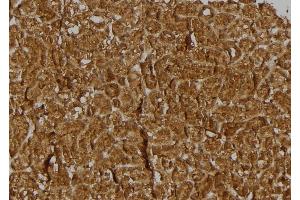 ABIN6274930 at 1/100 staining Rat kidney tissue by IHC-P. (BRWD3 anticorps  (C-Term))