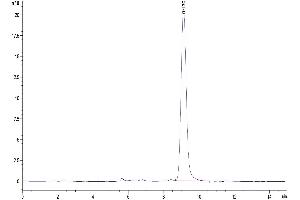 The purity of Mouse Serpin F1/PEDF is greater than 95 % as determined by SEC-HPLC.