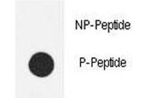 Dot blot analysis of phospho-eNos antibody. (ENOS anticorps  (pSer1177))