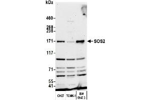 Western Blotting (WB) image for anti-Son of Sevenless Homolog 2 (SOS2) (AA 1282-1332) antibody (ABIN7450757)