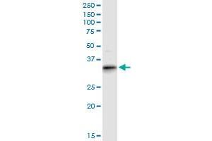 ART4 MaxPab polyclonal antibody. (ART4 anticorps  (AA 1-314))
