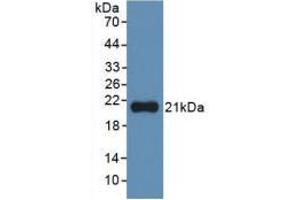 Western Blot; Sample: Recombinant IL1a, Human. (IL1A anticorps  (AA 113-271))