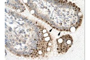 anti-Zfp-1 (AA 122-171) antibody