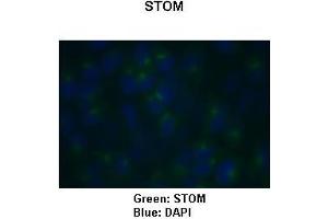 Sample Type: HeLa cells Primary Antibody Dilution: 1:150Secondary Antibody: Goat anti-rabbit-Alexa Fluor 488  Secondary Antibody Dilution: 1:500Color/Signal Descriptions: Green: STOMBlue: DAPI  Gene Name: STOM Submitted by: COCOLA Cinzia, Stem Cell Biology and Cancer Research Unit (Stomatin anticorps  (C-Term))