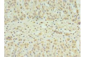 Immunohistochemistry of paraffin-embedded human adrenal gland tissue using ABIN7170152 at dilution of 1:100 (SLC22A24 anticorps  (AA 37-145))